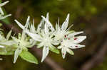 Woodland stonecrop